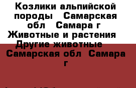 Козлики альпийской породы - Самарская обл., Самара г. Животные и растения » Другие животные   . Самарская обл.,Самара г.